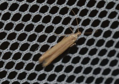 Batrachedra parvulipunctella